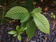 Cananga odorata