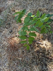 Robinia pseudoacacia