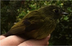 Mionectes striaticollis