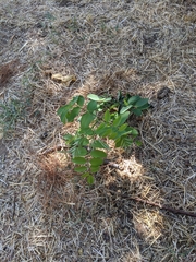 Robinia pseudoacacia