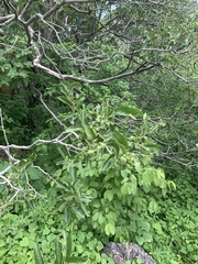 Sideroxylon capiri tempisque