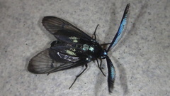 Zama nigrigemma