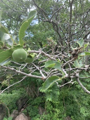 Sideroxylon capiri tempisque