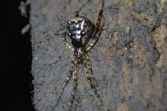 Episinus