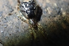 Episinus
