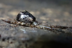 Episinus