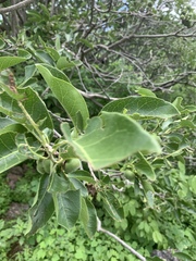 Sideroxylon capiri tempisque