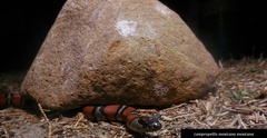 Lampropeltis