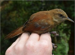 Cinnycerthia unirufa