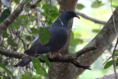 Ducula goliath