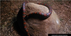 Lampropeltis