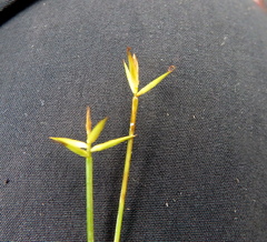 Carex pauciflora