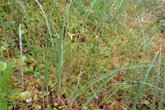Carex pauciflora