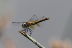 Sympetrum semicinctum