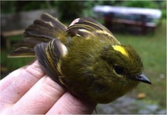 Myiophobus flavicans