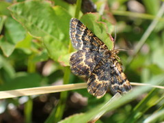 Epelis truncataria