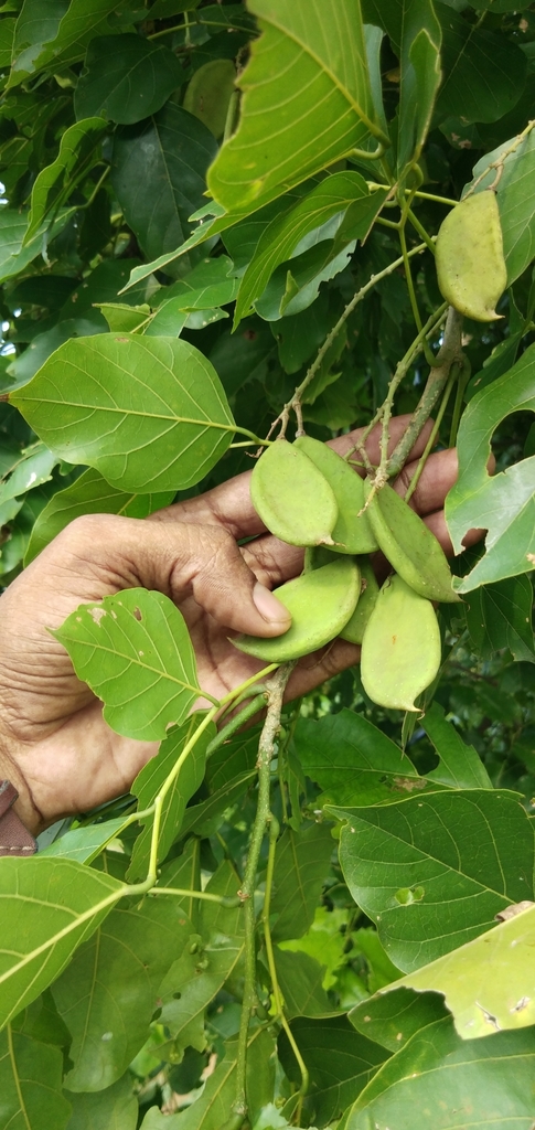 Beech Tree India Indian beech tree from Bisalpur, Uttar Pradesh 262201, India on July 31 ...