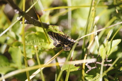 Epelis truncataria