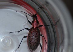 Carabus smaragdinus