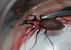 Carabus smaragdinus