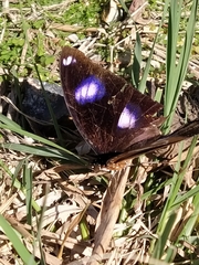 Hypolimnas bolina nerina