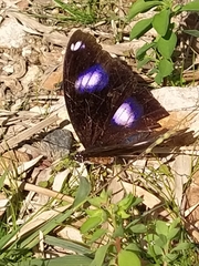 Hypolimnas bolina nerina
