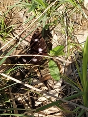 Hypolimnas bolina nerina