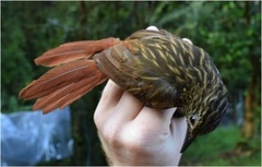 Thripadectes holostictus