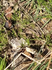 Hypolimnas bolina nerina