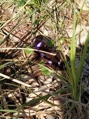 Hypolimnas bolina nerina