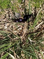 Hypolimnas bolina nerina