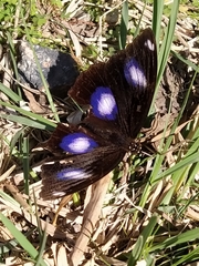 Hypolimnas bolina nerina