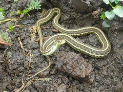 Thamnophis eques