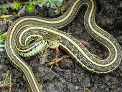 Thamnophis eques