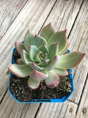 Echeveria colorata