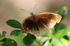 Euploea helcita