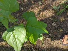 Populus