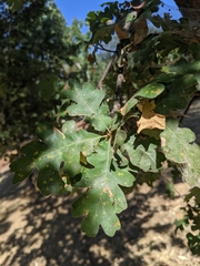Quercus lobata
