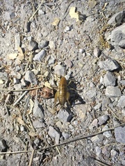 Ceuthophilus californianus