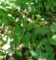 Thaspium trifoliatum