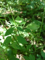 Thaspium trifoliatum