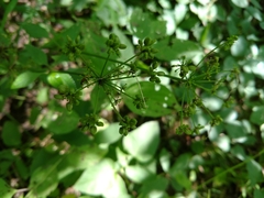 Thaspium trifoliatum