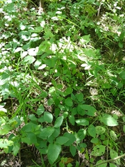 Thaspium trifoliatum