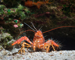 Enoplometopus occidentalis