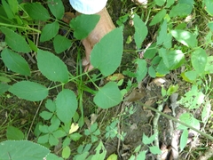 Thaspium trifoliatum