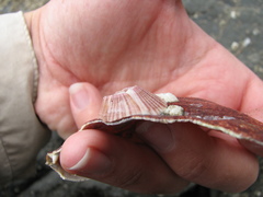 Paraconcavus pacificus