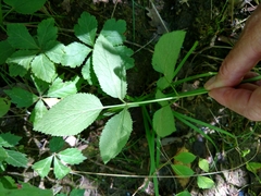 Thaspium trifoliatum