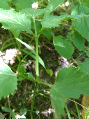 Thaspium trifoliatum