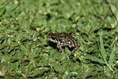 Eleutherodactylus nitidus