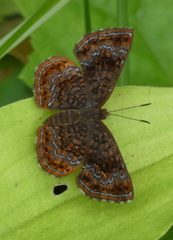 Calephelis braziliensis